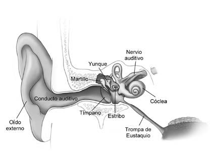 Imagen del odo interno mostrar martillo, yunque, nervio auditivo, timpano, estribo, cclea y trompade eustraquio.